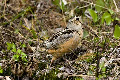American woodcock female and chicks