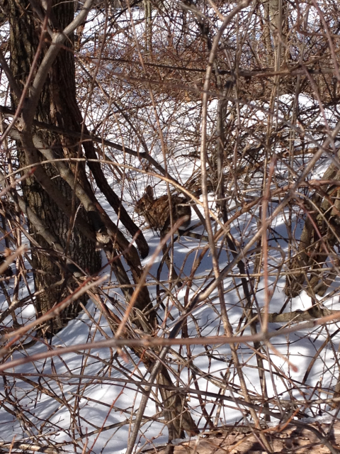 New England cottontail hiding in thick cover