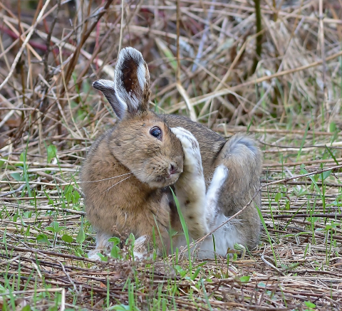 snowshoe hare changing color in spring