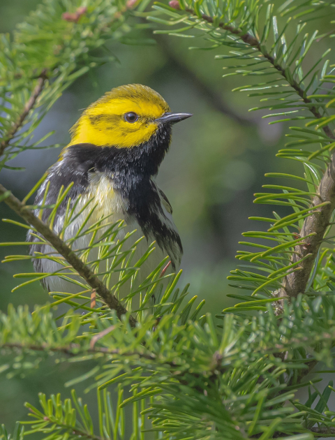 black-throated green warbler male