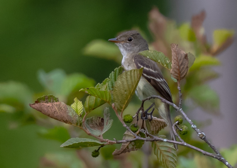 alder flycatcher on alder shrub