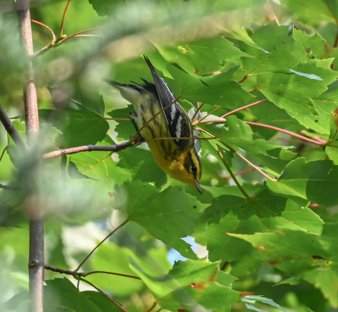 Blackburnian warbler in foliage