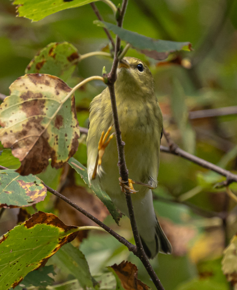 blackpoll warbler feeding in tree