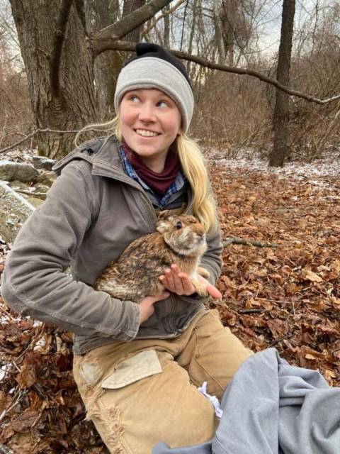 Biologist holding New England cottontail