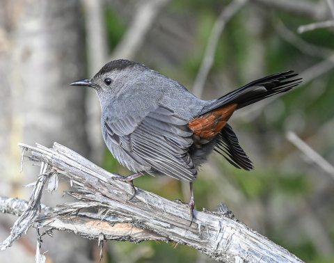 gray catbird on dead limb