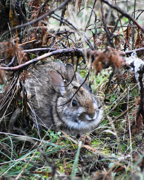 New England cottontail hiding in thick cover