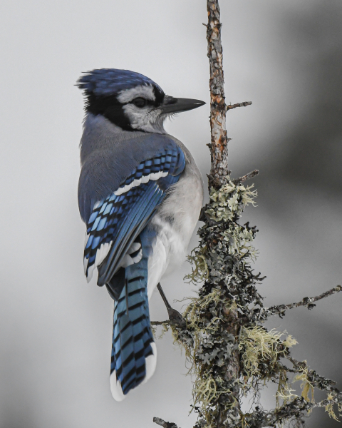 blue jay on perch