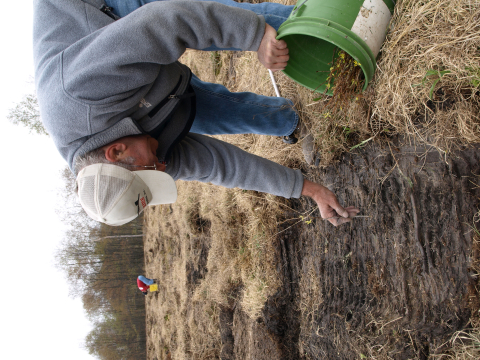 Planting trees to create young forest habitat