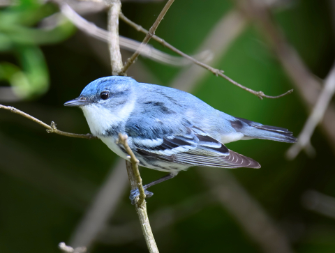 Cerulean warbler perched in tree