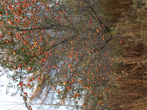 Apple tree with fruit in young forest habitat