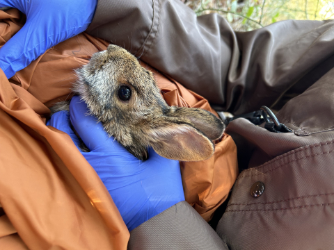 New England cottontail held by biologist