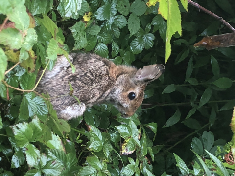 New England cottontail in dewberry