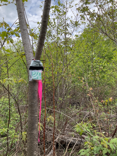 ARU device for recording bird songs in young forest habitat