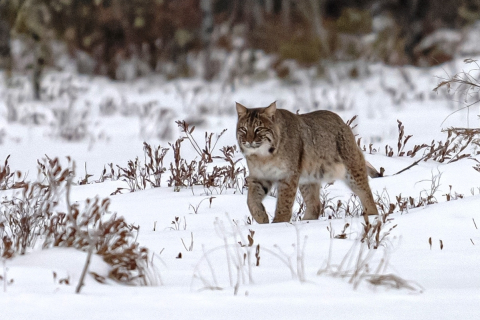 bobcat hunting in snow