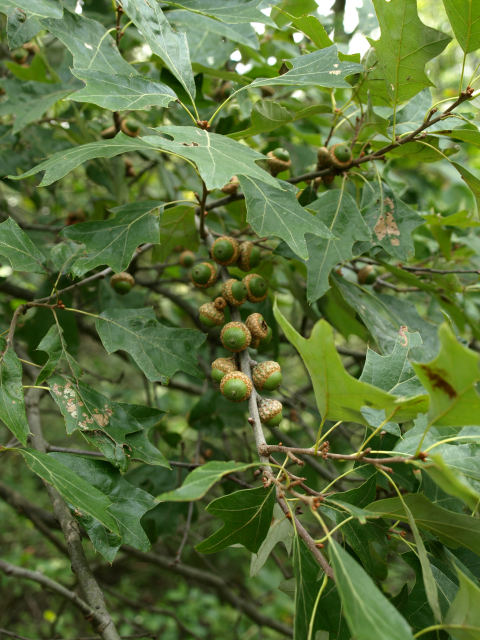 scrub oak acorns