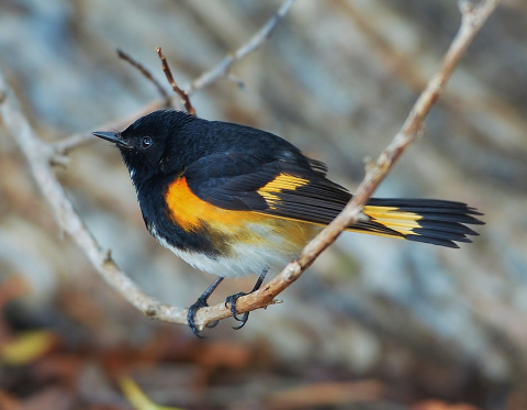 American redstart