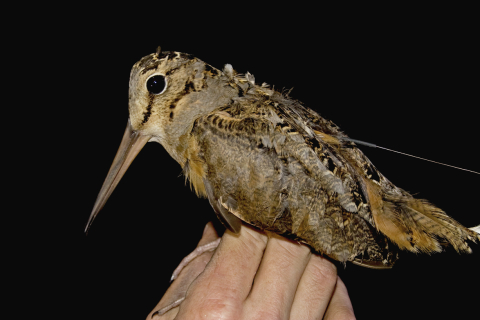 American woodcock with antenna being held by research biologist