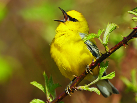 blue-winged warbler male singing