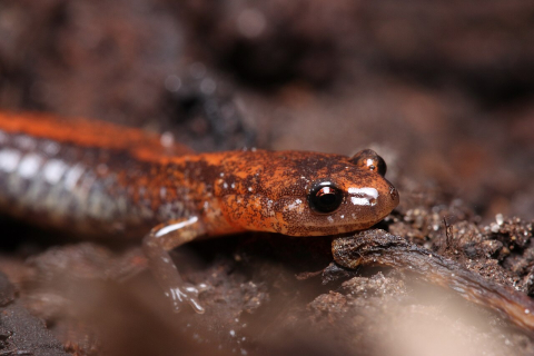 red-backed salamander portrait