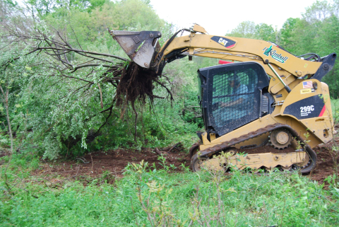 invasive shrub uprooted by tracked machine