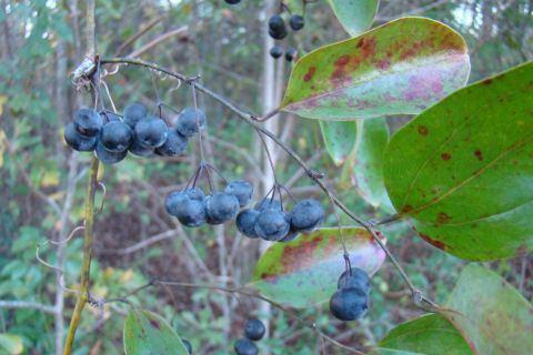 Greenbrier leaves and fruit