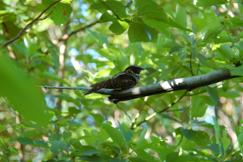 whip-poor-will on branch