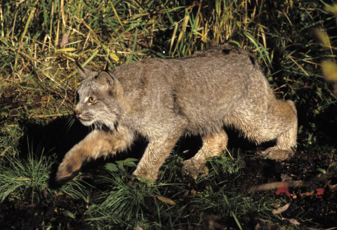 Canada lynx