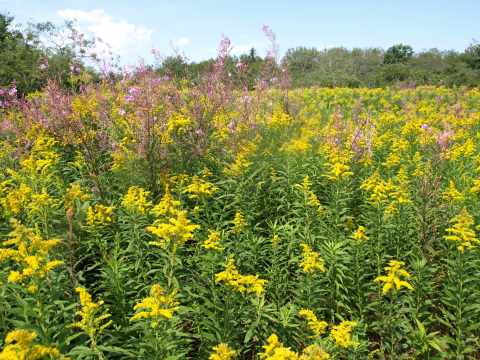 Old field is a type of early successional habitat