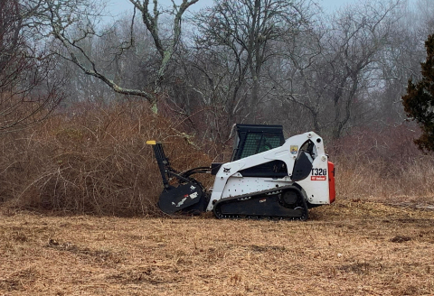 Removing invasive shrubs improves early successional habitat