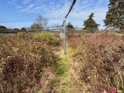 Acclimitization pen for New England cottontails