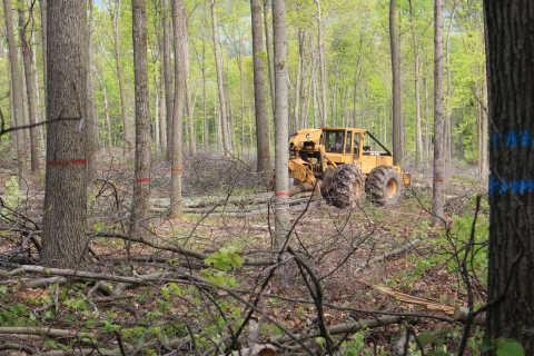 timber harvest to help wildlife