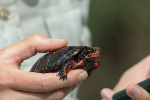 spotted turtle