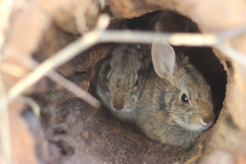 New England cottontail in conservation breeding program
