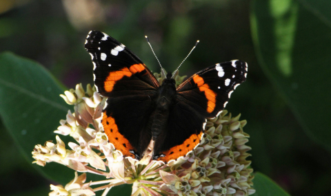 image of red admiral butterfly