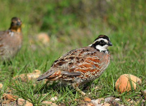 image of bobwhite quail