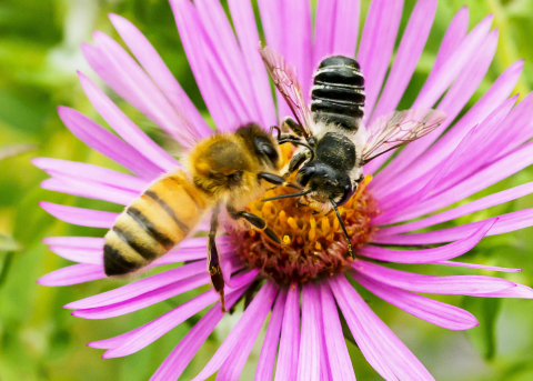 image of bees on flower