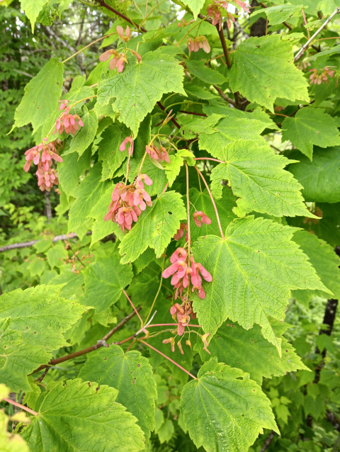 mountain maple with fruit