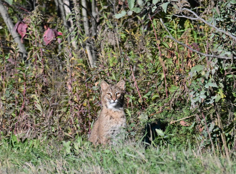 Photo of bobcat in thick habitat