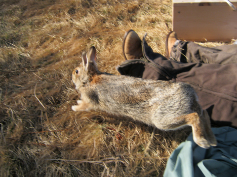 photo of newly released New England cottontail