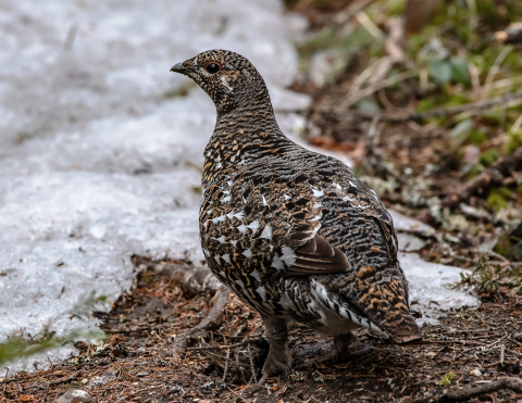 spruce grouse in habitat