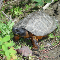 image of wood turtle